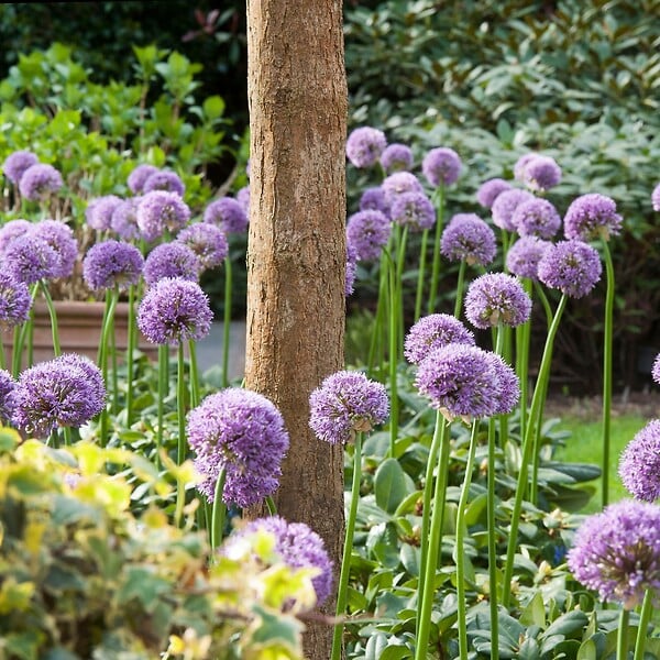 PLANT IN A BOX - Ail - Set de 16 - Allium 'Gladiator' - Bulbes à fleurs - Violet - large