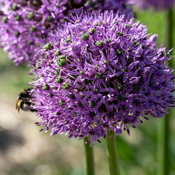 PLANT IN A BOX - Ail - Set de 16 - Allium 'Gladiator' - Bulbes à fleurs - Violet - large