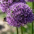 PLANT IN A BOX - Ail - Set de 16 - Allium 'Gladiator' - Bulbes à fleurs - Violet - vignette