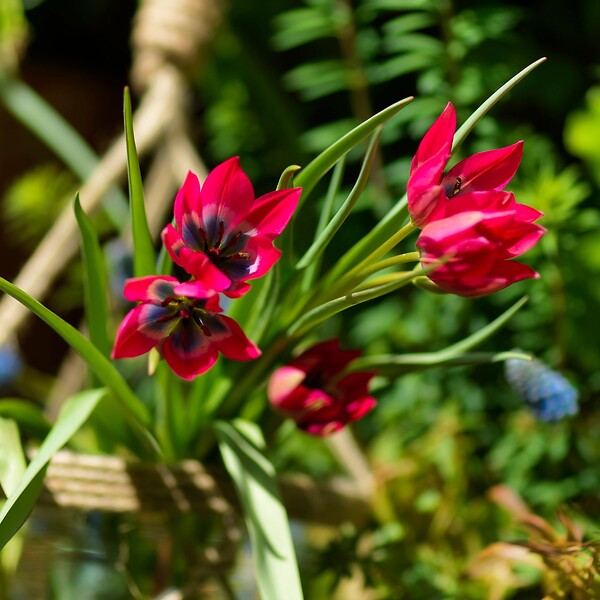 PLANT IN A BOX - Tulipe - Set de 40 - Tulipa 'Little Beauty' - Bulbes à fleurs - Rouge - large