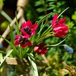 PLANT IN A BOX - Tulipe - Set de 40 - Tulipa 'Little Beauty' - Bulbes à fleurs - Rouge - vignette