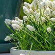 PLANT IN A BOX - Perce-neige - Set de 50 - Muscari 'White Magic' - Bulbes à fleurs - Blanc - vignette