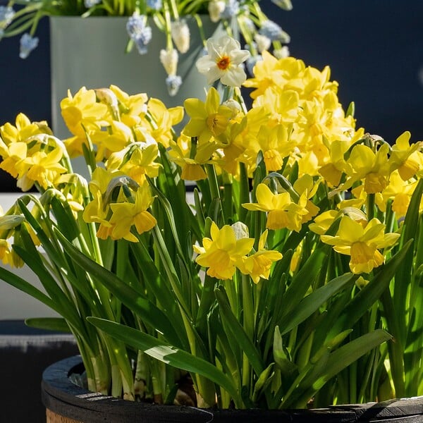 PLANT IN A BOX - Narcisse - Set de 50 - Narcissus 'Tête-à-Tête' - Bulbes à fleurs - Jaune - large