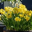 PLANT IN A BOX - Narcisse - Set de 50 - Narcissus 'Tête-à-Tête' - Bulbes à fleurs - Jaune - vignette