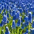 PLANT IN A BOX - Muscari d'Arménie - Set de 200 - Muscari armeniacum - Bulbes à fleurs - Bleu - vignette