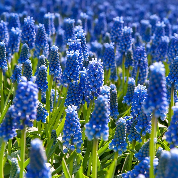 PLANT IN A BOX - Muscari d'Arménie - Set de 100 - Muscari armeniacum - Bulbes à fleurs - Bleu - large