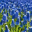 PLANT IN A BOX - Muscari d'Arménie - Set de 100 - Muscari armeniacum - Bulbes à fleurs - Bleu - vignette