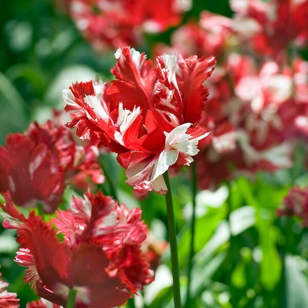 PLANT IN A BOX - Tulipe - Set de 14 - Tulipa 'Estella Rijnveld' - Bulbes à fleurs - Rouge - large
