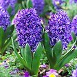 PLANT IN A BOX - Jacinthe - Set de 15 - Hyacinthus 'Blue Trophy' - Bulbes à fleurs - Bleu - vignette