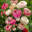 PLANT IN A BOX - Renoncule - Set de 40 - Ranunculus - Bulbes à fleurs - vignette