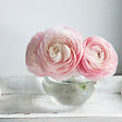 PLANT IN A BOX - Renoncule - Set de 40 - Ranunculus - Bulbes à fleurs - vignette