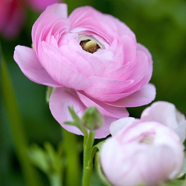 PLANT IN A BOX - Renoncule - Set de 40 - Ranunculus - Bulbes à fleurs - large