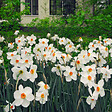 PLANT IN A BOX - Narcisse - Set de 30 - Narcissus 'Recurvus' - Bulbes à fleurs - Blanc - vignette
