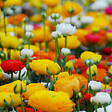 PLANT IN A BOX - Renoncule - Set de 80 - Ranunculus - Bulbes à fleurs - vignette