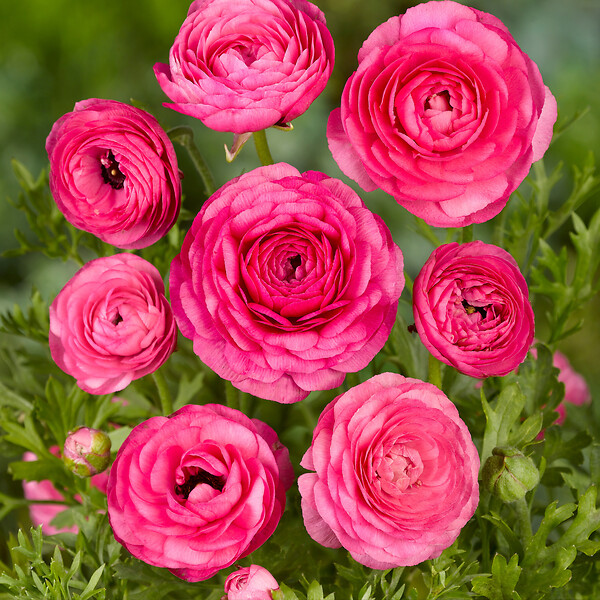 PLANT IN A BOX - Renoncule - Set de 80 - Ranunculus - Bulbes à fleurs - large