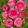PLANT IN A BOX - Renoncule - Set de 80 - Ranunculus - Bulbes à fleurs - vignette