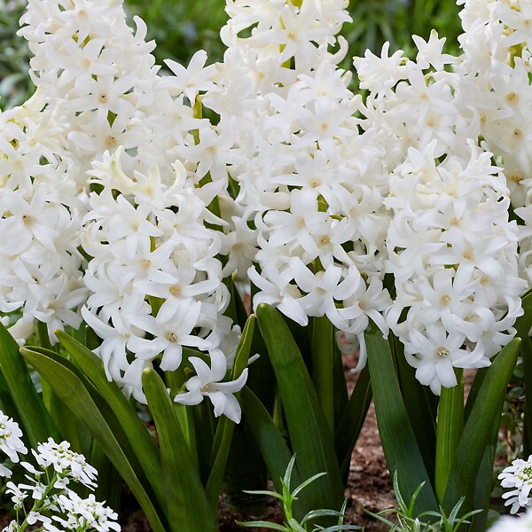 PLANT IN A BOX - Jacinthe - Set de 10 - Hyacinthus 'Carnegie' - Bulbes à fleurs - Blanc - large