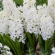 PLANT IN A BOX - Jacinthe - Set de 10 - Hyacinthus 'Carnegie' - Bulbes à fleurs - Blanc - vignette