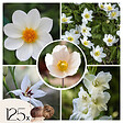 PLANT IN A BOX - Mélange de bulbes pour le jardin - Set de 125 - Anemone Allium Gladiolus Dahlia - vignette