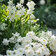 PLANT IN A BOX - Mélange de bulbes pour le jardin - Set de 125 - Anemone Allium Gladiolus Dahlia - vignette