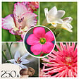 PLANT IN A BOX - Mélange de bulbes pour le jardin - Set de 250 - Dahlia Gladiolus Freesia Oxalis - vignette