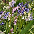 PLANT IN A BOX - Jacinthe - Set de 40 - Hyacinthoides Hispanica - Bulbes à fleurs - vignette