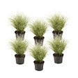 PLANT IN A BOX - Laîche - Set de 6 - Carex 'Amazon Mist' - Hauteur 15-25cm - ⌀10,5cm - vignette