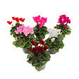 PLANT IN A BOX - Cyclamen de Perse - Set de 6 - Cyclamen persicum - Hauteur 10-20cm - ⌀9cm - vignette