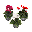 PLANT IN A BOX - Cyclamen de Perse - Set de 3 - Cyclamen persicum - Hauteur 10-20cm - ⌀9cm - vignette