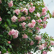 PLANT IN A BOX - Camélia - Set de 2 - Camellia japonica 'Bonomiana' - Hauteur 50-60cm - ⌀15cm - vignette