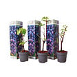 PLANT IN A BOX - Vigne à raisin - Set de 3 - Vitis vinifera 'Cabernet franc' - H25-40cm - ⌀9cm - vignette