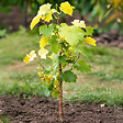 PLANT IN A BOX - Vigne à raisin - Set de 3 - Vitis vinifera 'Chardonnay' - Hauteur 25-40cm - ⌀9cm - vignette