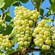 PLANT IN A BOX - Vigne à raisin - Set de 3 - Vitis vinifera 'Chardonnay' - Hauteur 25-40cm - ⌀9cm - vignette