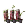 PLANT IN A BOX - Vigne à raisin - Set de 3 - Vitis vinifera 'Pinot Gris' - Hauteur 25-40cm - ⌀9cm - vignette