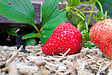JARDIBEST - Paillage chanvre - 70L - vignette