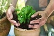 JARDIBEST - Terreau plantes aromatiques - 5L - vignette