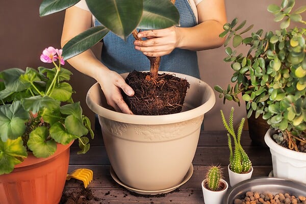 JARDIBEST - Terreau plantes d'intérieur - 20L - large