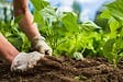 JARDIBEST - Terreau potager - 40L - vignette