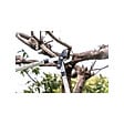 SUAN - Coupe branche lame franche - Manche télescopique - Dimensions : 88,5 x 29,5 x 3 cm - vignette