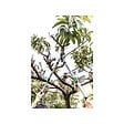SUAN - Coupe branche lame franche - Manche télescopique - Dimensions : 88,5 x 29,5 x 3 cm - vignette