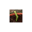 SUAN - Plantoir pour jardinage - En acier - Dimensions : 27 x 3 x 3 cm - vignette