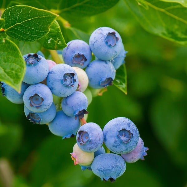 PLANT IN A BOX - Mélange de plantes fruitières - Set de 3 - Lycium, Vaccinium - H25-40cm - ⌀9cm - large