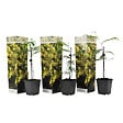 PLANT IN A BOX - Fleur de mimosa - Set de 3 - Mimosa dealbata - Hauteur 25-40cm - ⌀9cm - vignette
