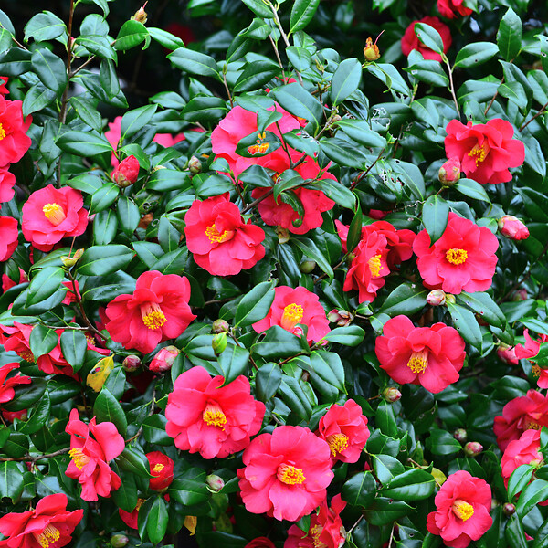 PLANT IN A BOX - Camélia - Set de 3 - Camellia japonica 'Bonomiana' - Hauteur 25-40cm - ⌀9cm - large