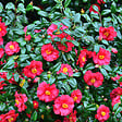PLANT IN A BOX - Camélia - Set de 3 - Camellia japonica 'Bonomiana' - Hauteur 25-40cm - ⌀9cm - vignette