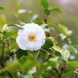 PLANT IN A BOX - Camélia - Set de 3 - Camellia japonica 'Brush Field' - Hauteur 25-40cm - ⌀9cm - vignette