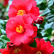 PLANT IN A BOX - Camélia - Set de 3 - Camellia japonica 'Lady Campbell' - Hauteur 25-40cm - ⌀9cm - vignette
