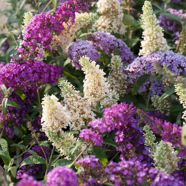 PLANT IN A BOX - Arbre à papillons - Set de 6 - Buddleja davidii - Hauteur 25-40cm - ⌀9cm - large