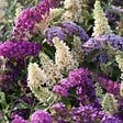 PLANT IN A BOX - Arbre à papillons - Set de 6 - Buddleja davidii - Hauteur 25-40cm - ⌀9cm - vignette
