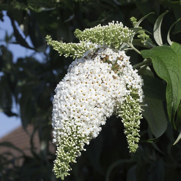 PLANT IN A BOX - Arbre à papillons - Set de 6 - Buddleja davidii - Hauteur 25-40cm - ⌀9cm - large
